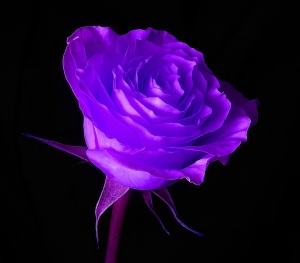 purple rose 01 by picsofflowers.blogspot.com